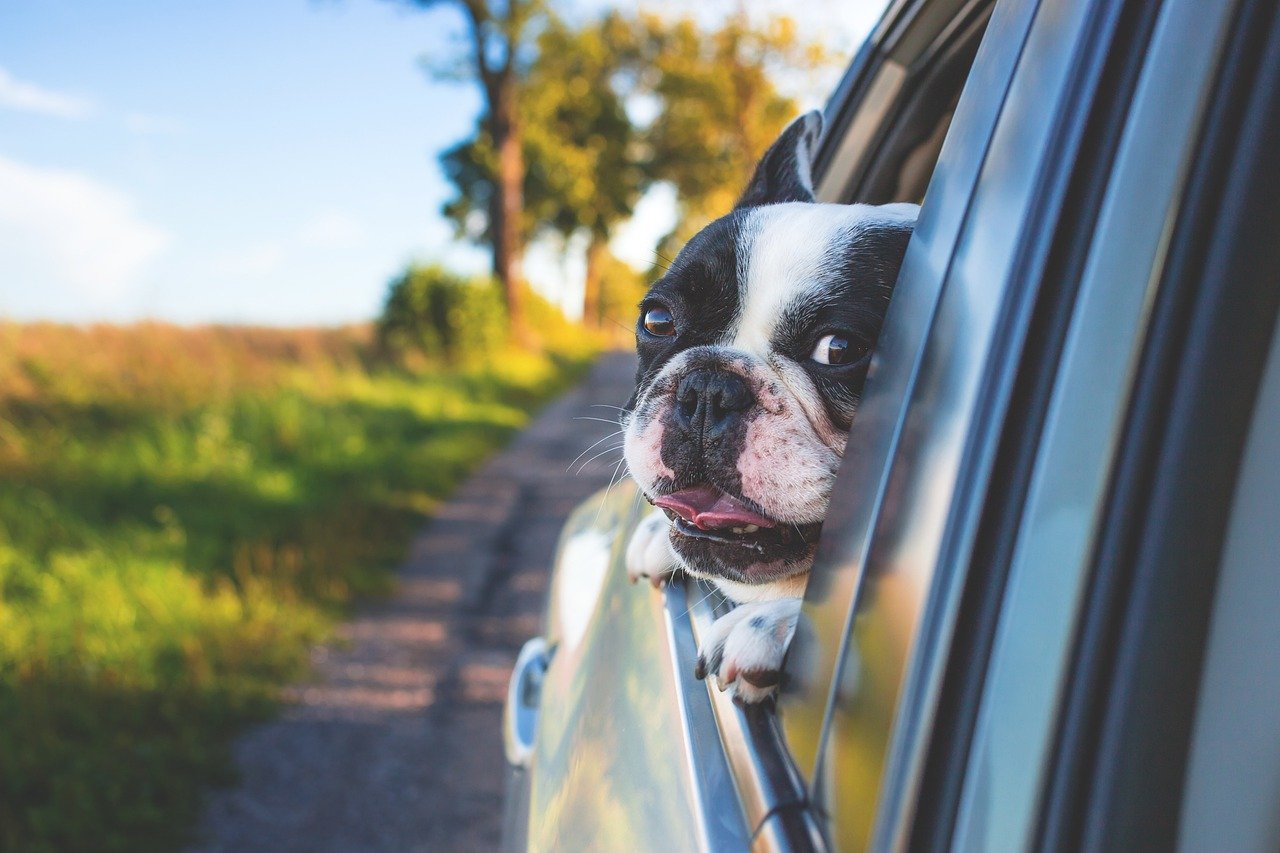 Stres u psa – objawy podczas jazdy samochodem